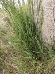 Poa eminens