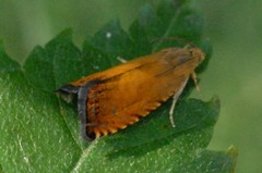 Pammene aurita