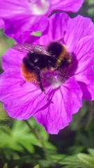 Bombus lapidarius