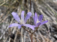 Brodiaea rosea rosea