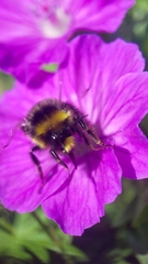 Bombus lapidarius