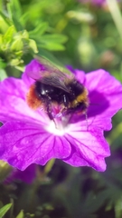 Bombus lapidarius