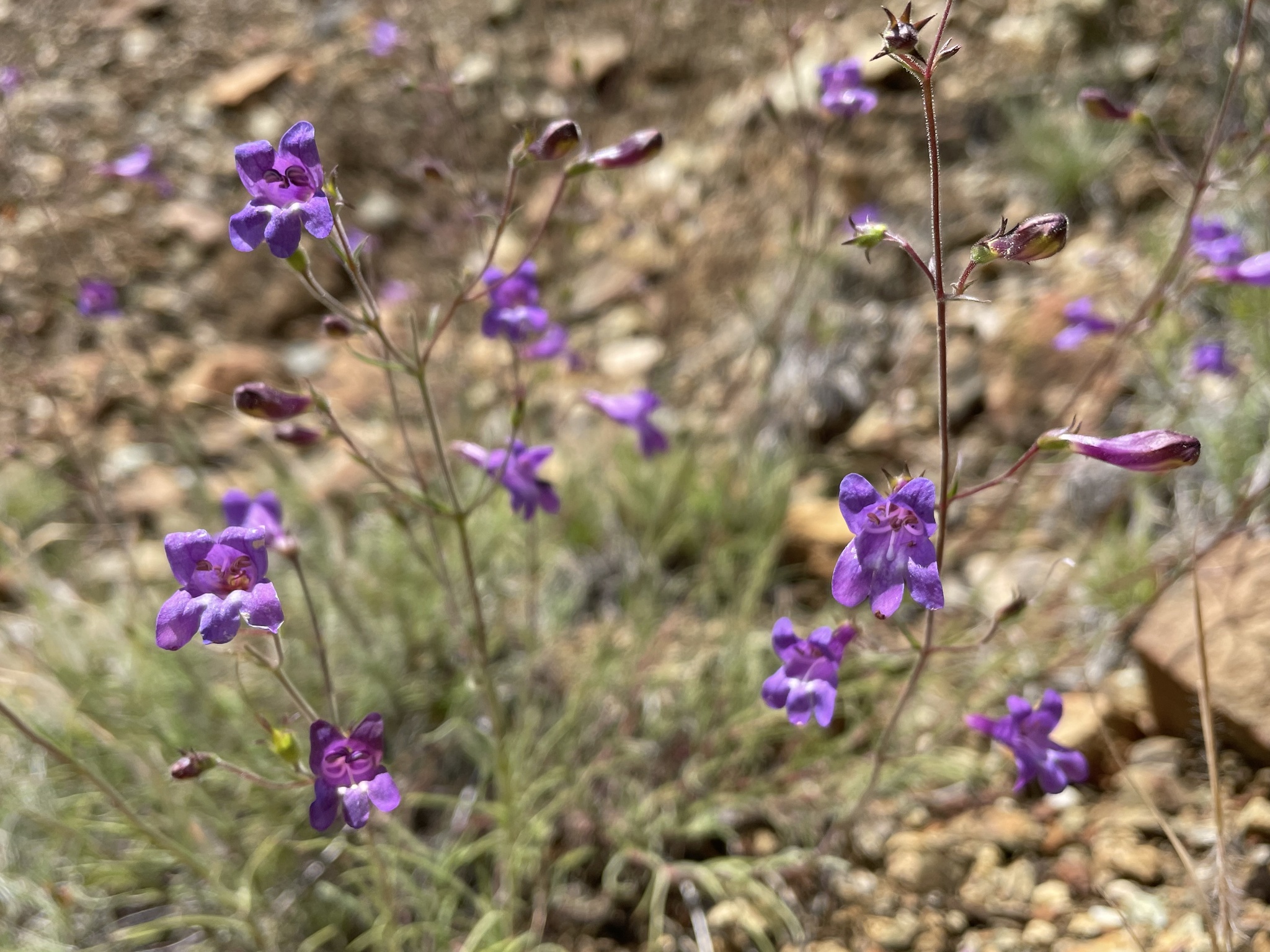 Penstemon filiformis