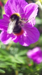 Bombus lapidarius
