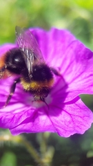 Bombus lapidarius