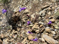Penstemon filiformis