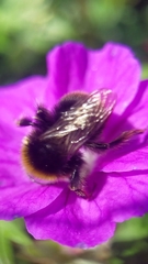 Bombus lapidarius