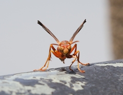 Polistes bellicosus