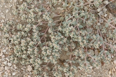 Euphorbia vallis-mortae