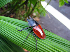 Neolucanus swinhoei