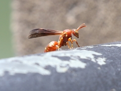 Polistes bellicosus