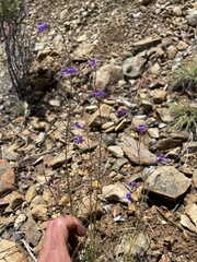 Penstemon filiformis