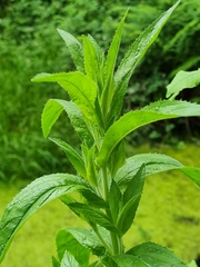 Epilobium hirsutum