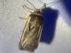 Ochropleura