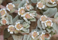 Euphorbia vallis-mortae