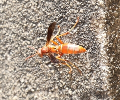 Polistes bellicosus
