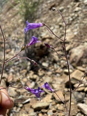 Penstemon filiformis