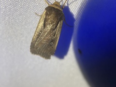 Ochropleura