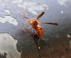 Polistes bellicosus