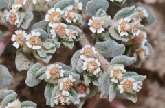 Euphorbia vallis-mortae