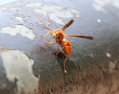 Polistes bellicosus