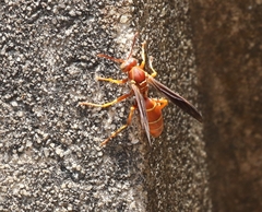 Polistes bellicosus