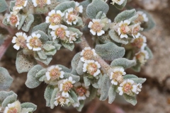 Euphorbia vallis-mortae
