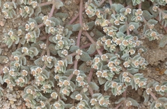 Euphorbia vallis-mortae