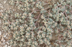 Euphorbia vallis-mortae