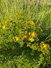 Hypericum perforatum