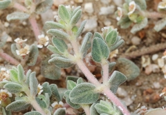 Euphorbia vallis-mortae
