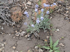 Frasera albicaulis modocensis