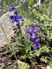Delphinium depauperatum