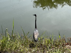 Egretta tricolor image