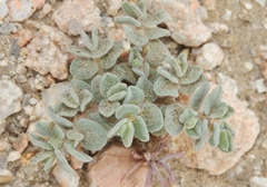 Euphorbia vallis-mortae