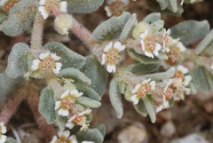 Euphorbia vallis-mortae