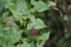 Persicaria biconvexa