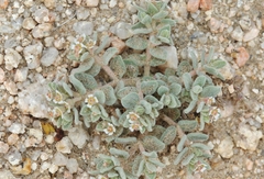 Euphorbia vallis-mortae
