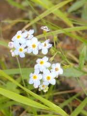 Myosotis scorpioides