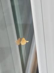 Zygaenoidea