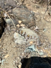 Dudleya abramsii bettinae