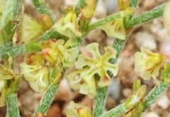 Eriogonum nidularium