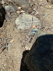 Dudleya abramsii bettinae