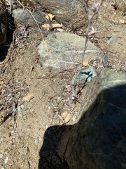 Dudleya abramsii bettinae