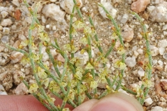 Eriogonum nidularium