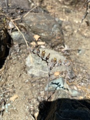 Dudleya abramsii bettinae