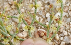 Eriogonum nidularium