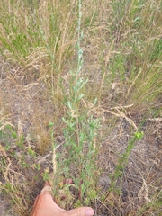 Artemisia arenaria