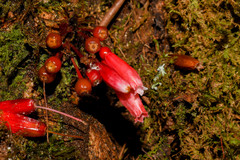 Thibaudia floribunda