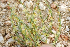 Eriogonum nidularium